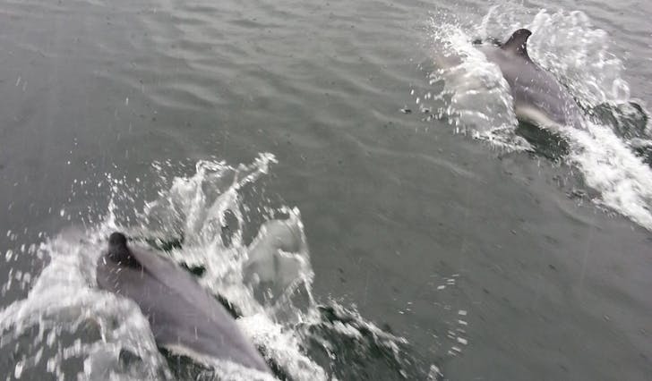 To delfinar har halde Alexander Skorpen og kollegaene med selskap i heile dag. (Foto: privat/Yngve Øvretveit)