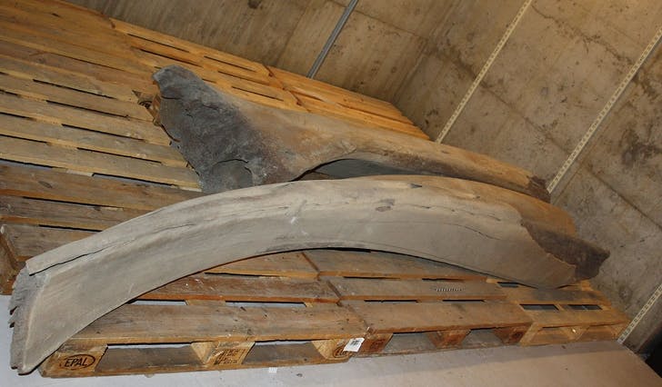 Her er nokre av dei største av dei mange beinrestane frå Storum som Naturhistorisk museum no har til tørk. (Foto: Liselotte Takken Beijersbergen)