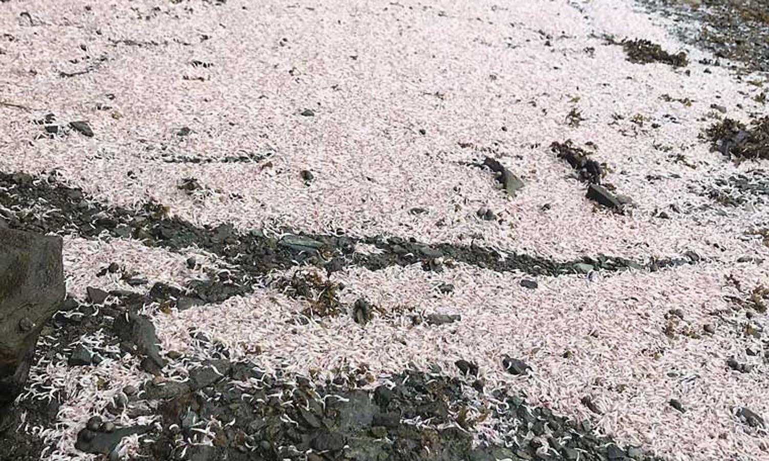 Død krill i Vargavågen i 2018. Foto: Lesarbilete