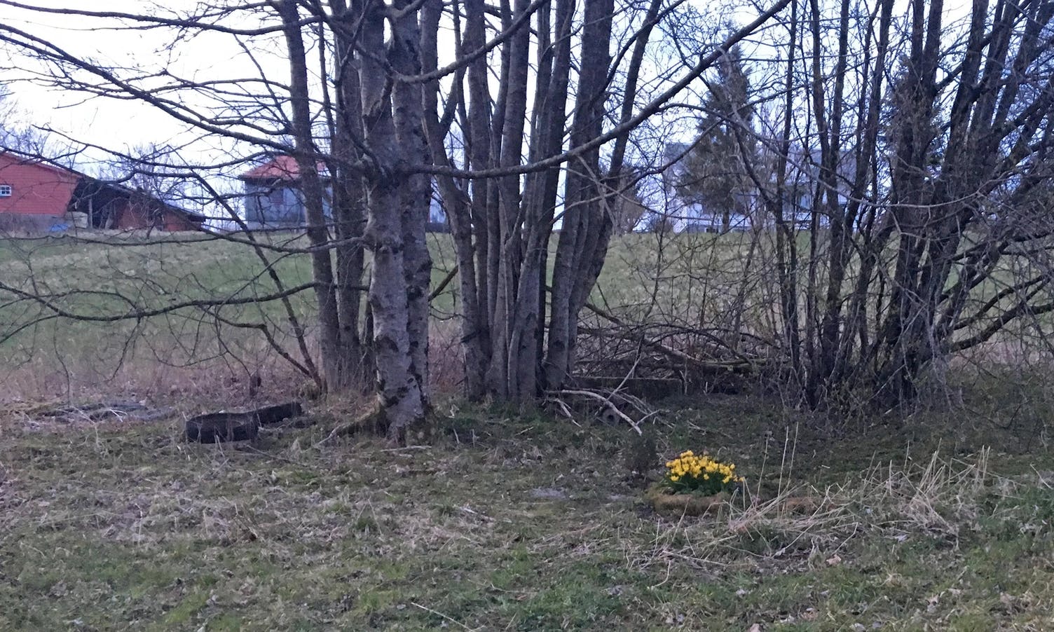 Bedet består av ulike planter, på privat eigedom ved sti langs Ulvenvatnet nær Kuventræ gravplass. (Foto: Politiet)